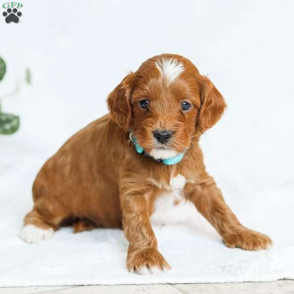 Monty F1b, Cavapoo Puppy